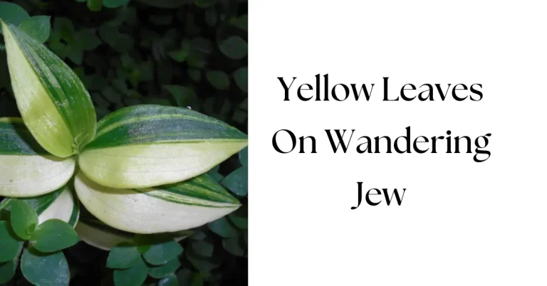 Why Are My Wandering Jew Leaves Turning Yellow? Causes and Solutions