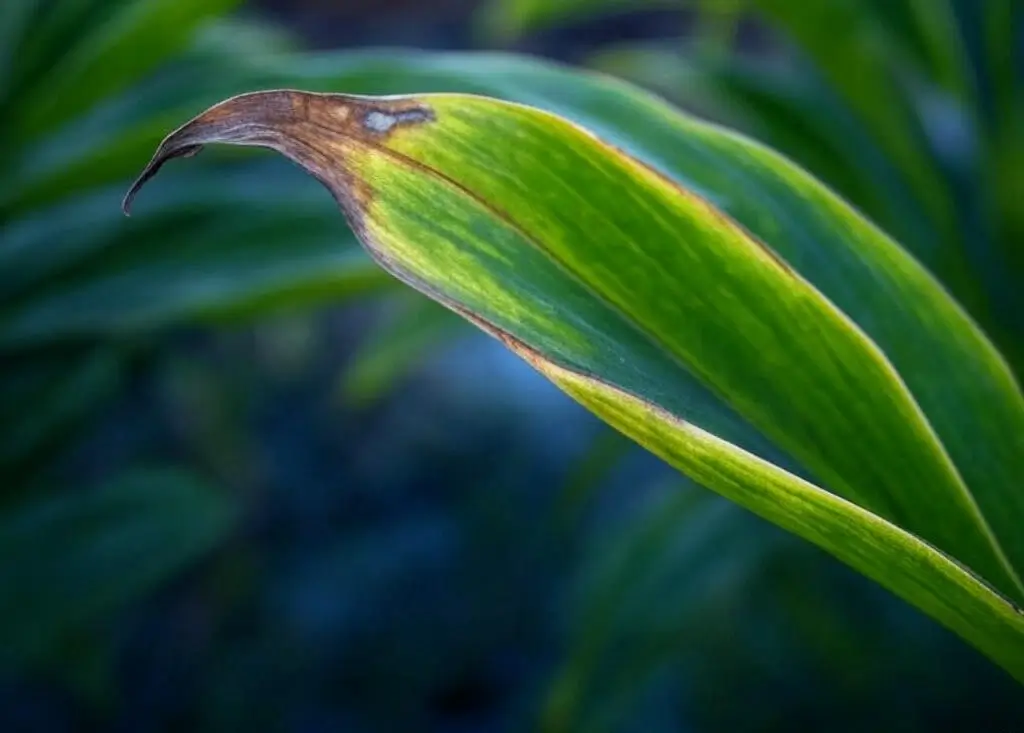 Peace lily brown leaves caused by tap water chemicals.