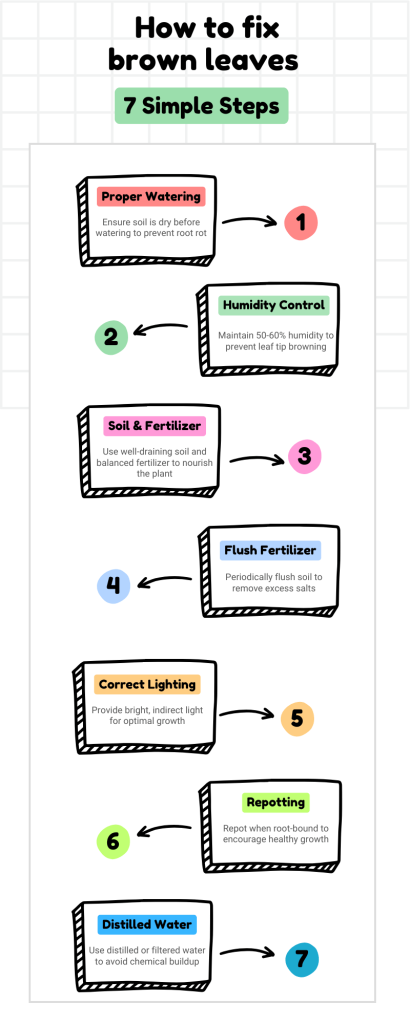 Infographic showing how to fix and prevent brown leaves in Peace Lilies (Spathiphyllum).