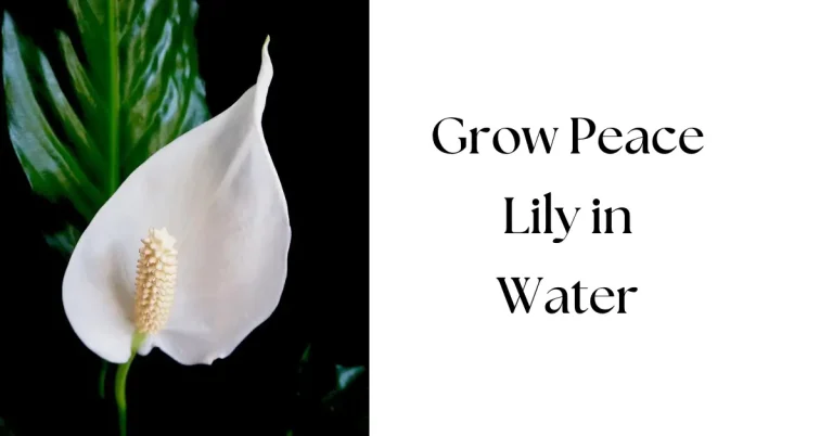How to Grow a Peace Lily in Water?