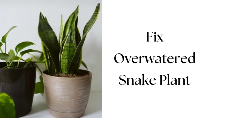 How to Save an Overwatered Snake Plant and Prevent Root Rot