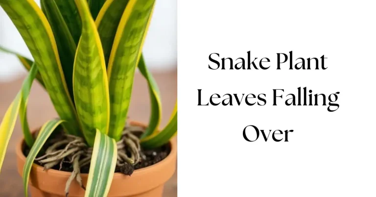 Why Are My Snake Plant Leaves Falling Over?