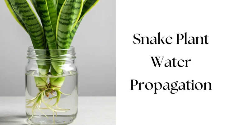 How to Propagate a Snake Plant (Sansevieria) in Water
