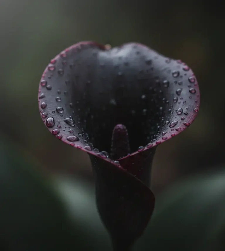 Black Star calla lily flower close-up with water droplets – rare dark variety