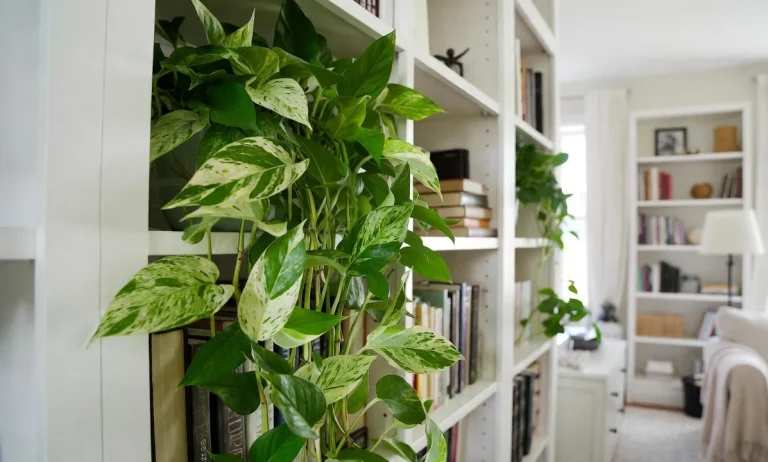Pothos Plant Care 2025: The Ultimate Guide