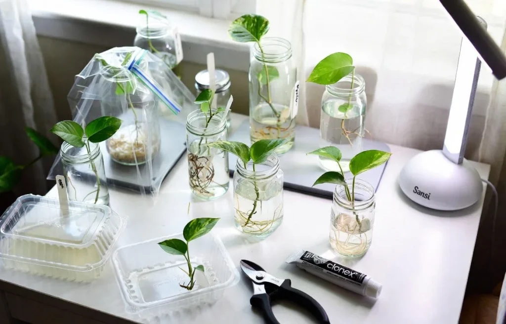 My complete pothos propagation station setup 2025 under $37