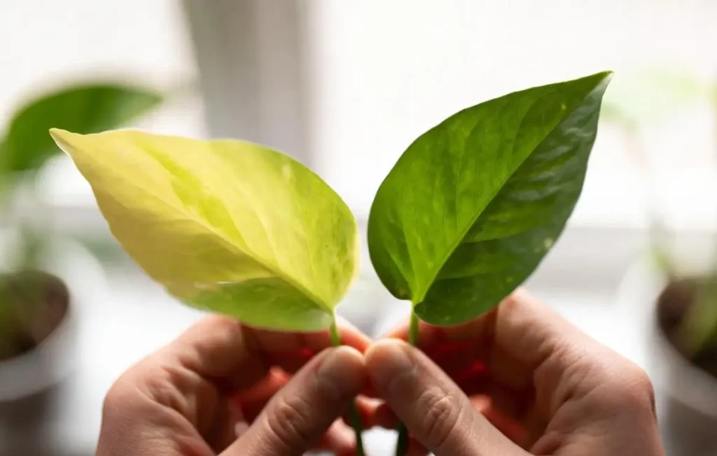 Hand holding yellow pothos leaf next to healthy green one – instant visual diagnosis