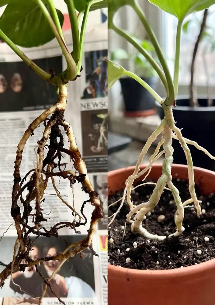 Pothos root rot before and after repotting – black mushy roots vs healthy white roots