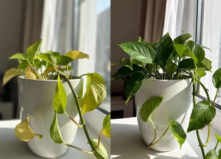 Why Are My Pothos Leaves Turning Yellow? 8 Real Reasons + How I Fixed Mine in 2025