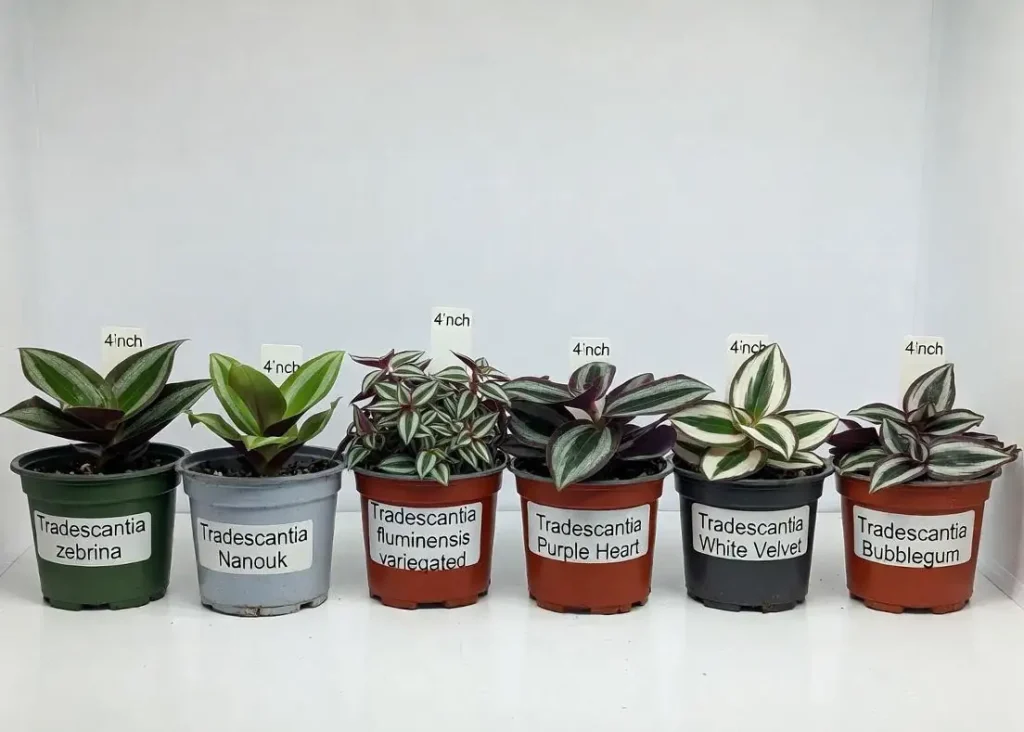6 most popular Wandering Jew varieties side by side – Tradescantia zebrina, Nanouk, Purple Heart and more