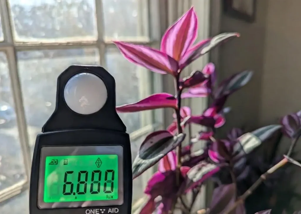 Measuring ideal bright indirect light for Wandering Jew – 6800 lux reading for vibrant Tradescantia growth
