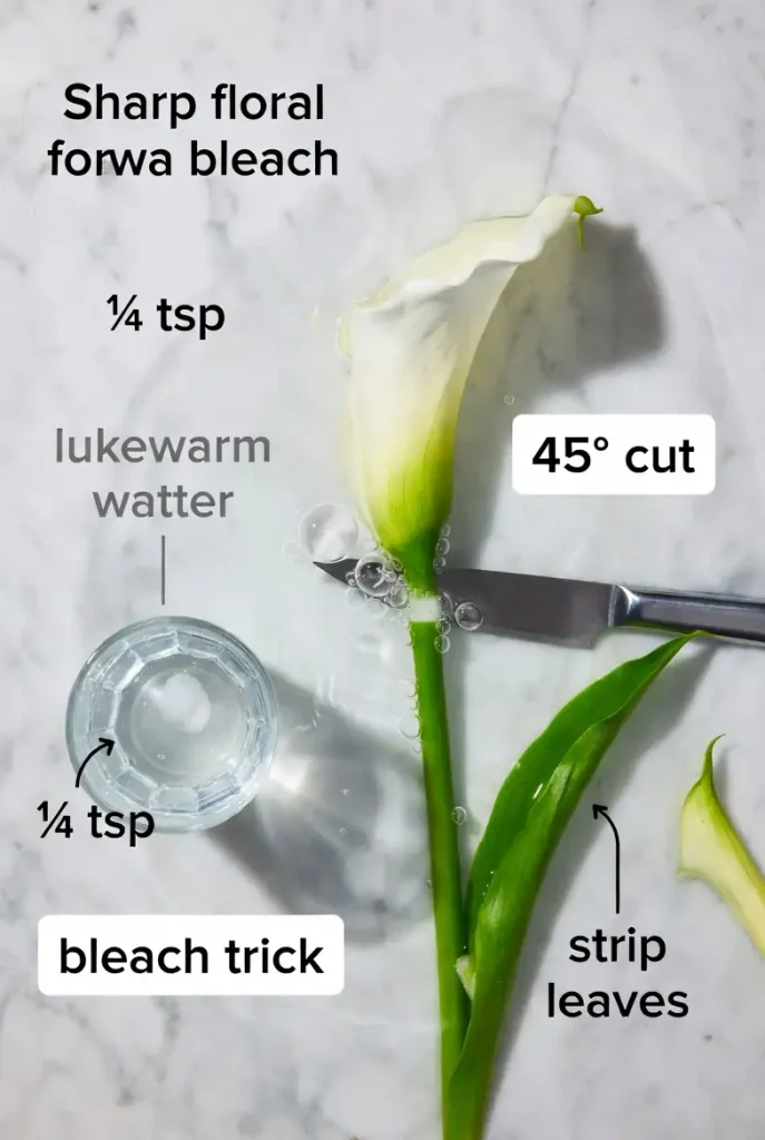Calla lily care golden rules – underwater 45 degree cut and bleach trick for 21-day vase life