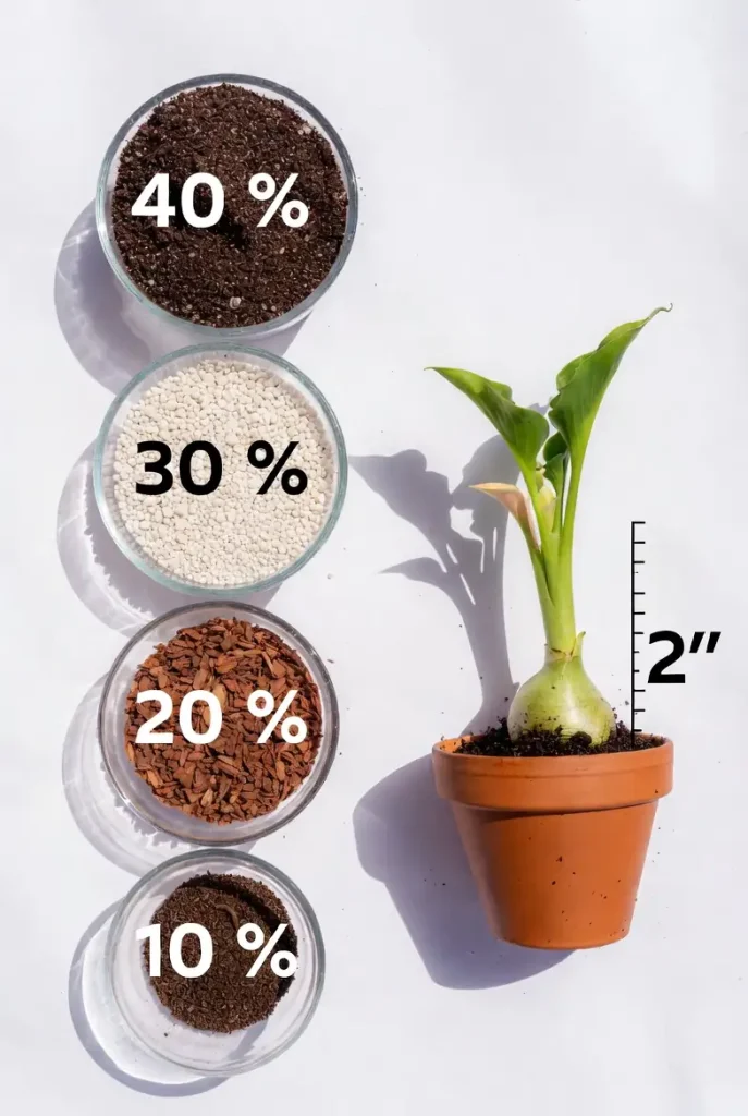 Best potting mix ratio for calla lily propagation success – 40-30-20-10 recipe with planting depth