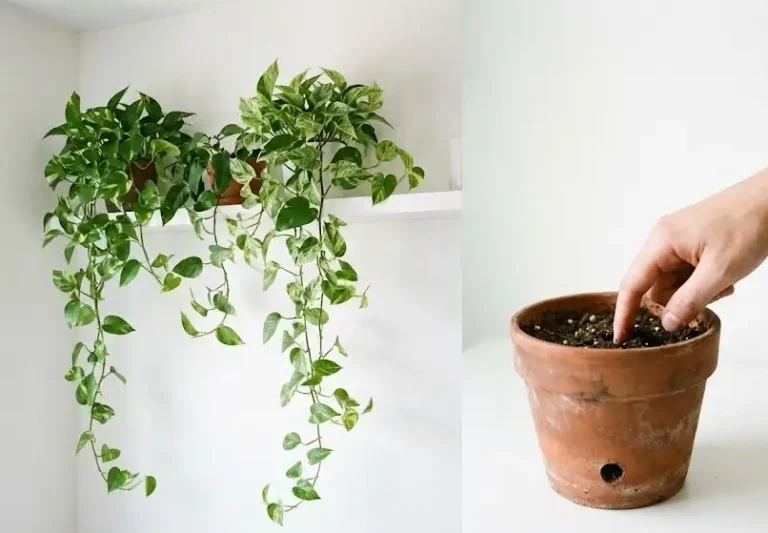how to water pothos correctly – finger test in pot with drainage 2026