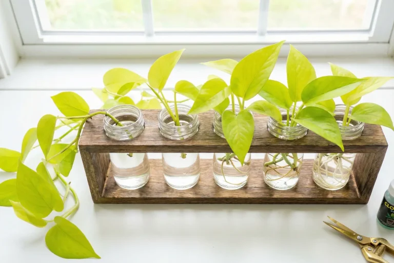 How to Propagate Neon Pothos