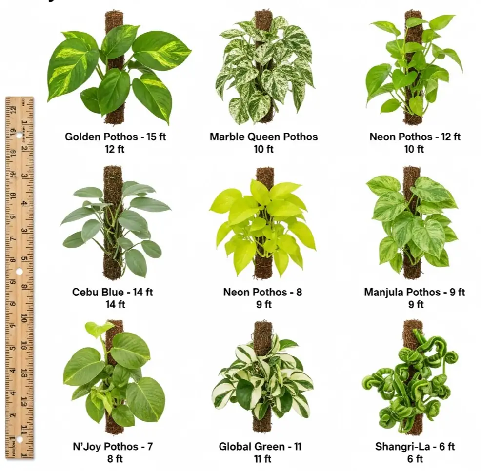 Side-by-side comparison of 9 pothos varieties showing real indoor maximum sizes after 3 years