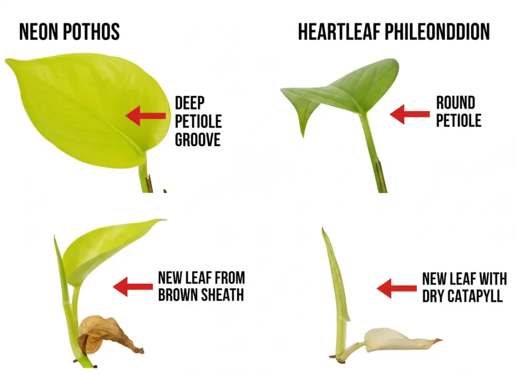 Pothos vs philodendron leaf differences – petiole groove, texture, and new growth cheat sheet