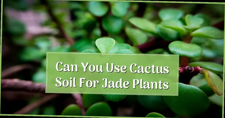 Can You Use Cactus Soil for Jade Plants? The Complete Expert Guide