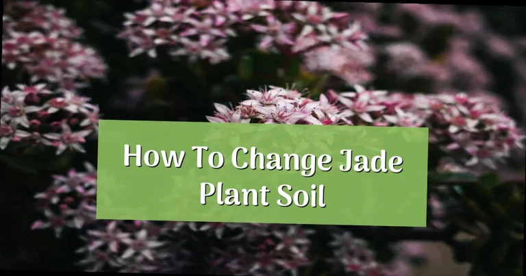 How to Change Jade Plant Soil