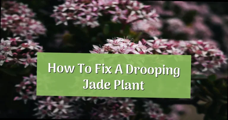 How to Fix a Drooping Jade Plant