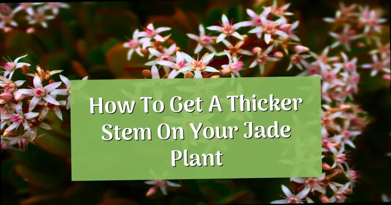 How to Get a Thicker Stem on Your Jade Plant: Complete Expert Guide