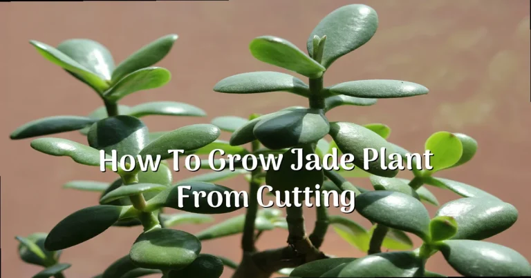 How to Grow Jade Plant from Cutting