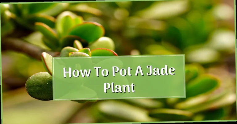 How to Pot a Jade Plant