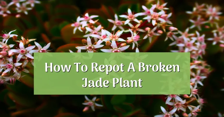 How to Repot a Broken Jade Plant