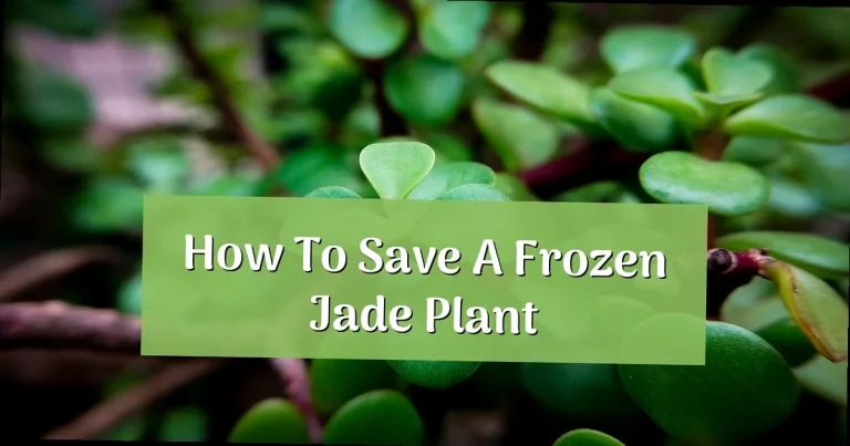 How to Save a Frozen Jade Plant