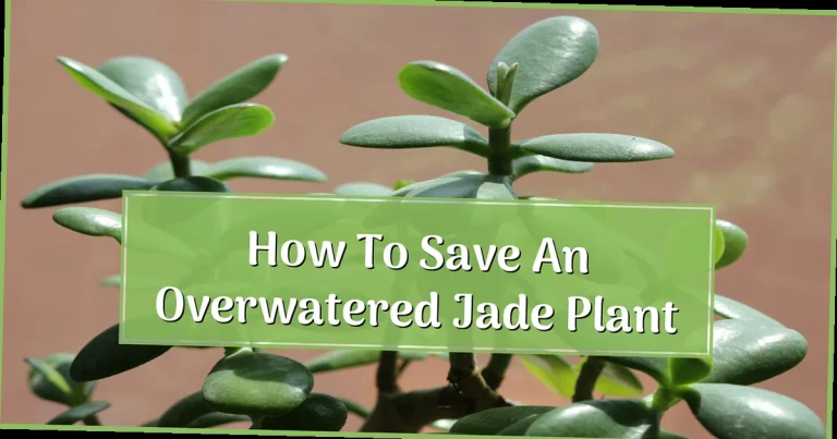 How to Save an Overwatered Jade Plant