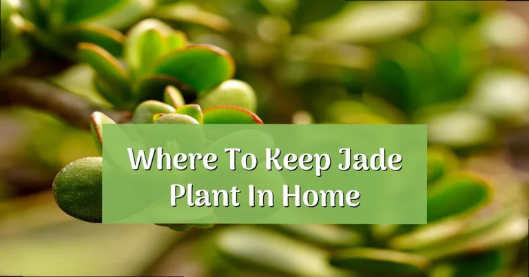 Where to Put Jade Plant in Home: Best Spots