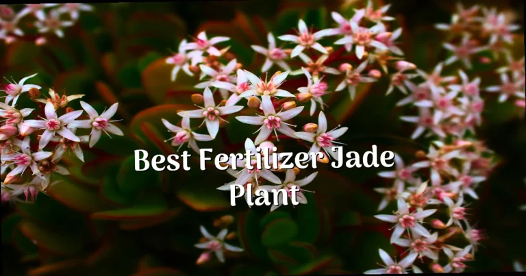 Best Fertilizer for Jade Plant