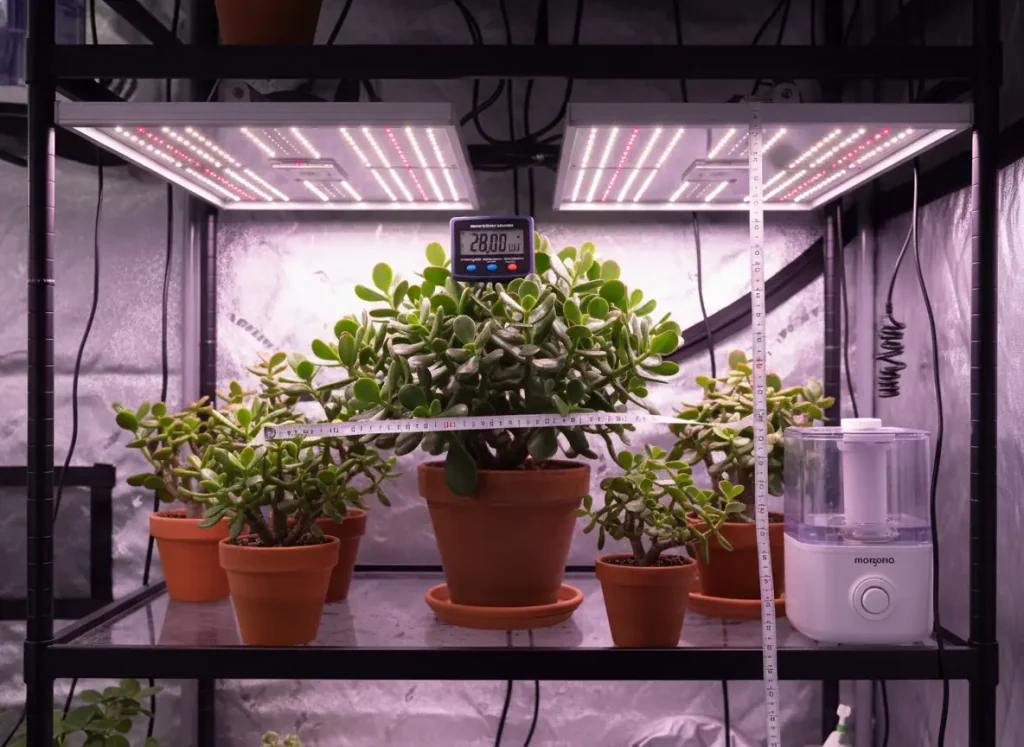 Professional LED grow light setup for jade plants delivering 28,000 lux