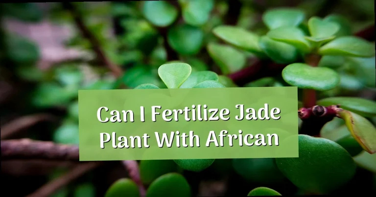 Can I Fertilize Jade Plant with African Violet Food