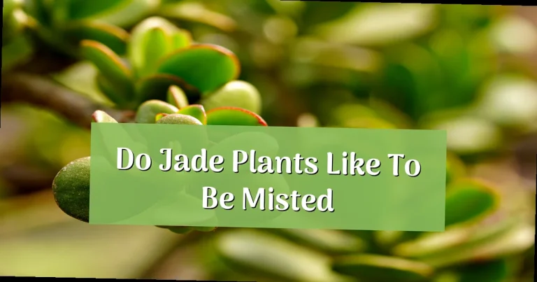 Do Jade Plants Like to Be Misted