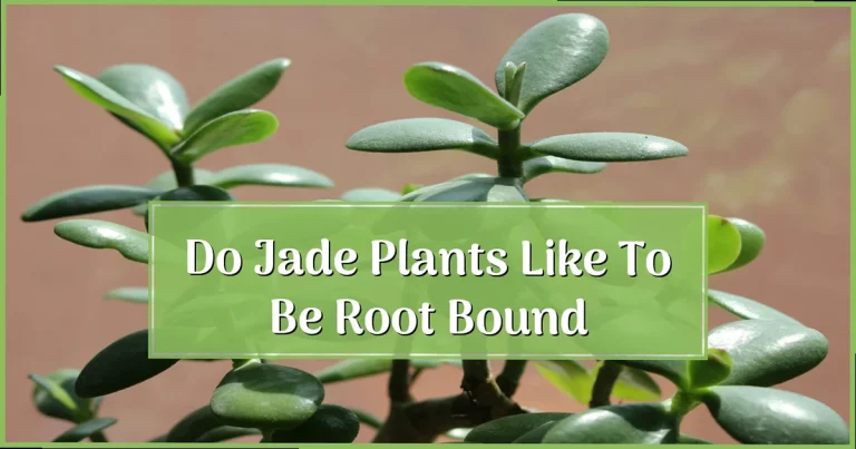 Do Jade Plants Like to Be Root Bound