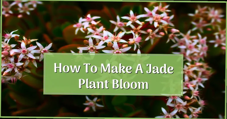 How to Make a Jade Plant Bloom: Proven Steps for Stunning Flowers