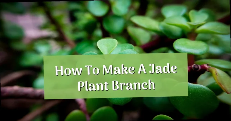How to Make a Jade Plant Branch