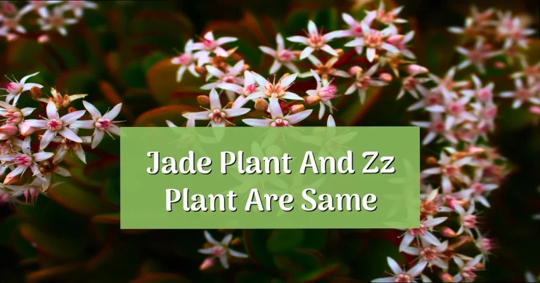 Jade Plant vs ZZ Plant: Are They the Same?