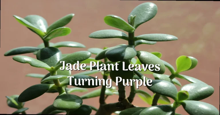 Why Are Your Jade Plant Leaves Turning Purple