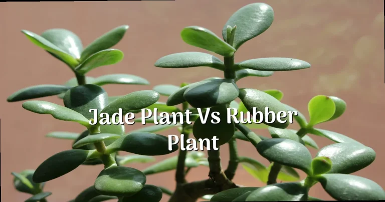 Jade Plant vs Rubber Plant: Which Should You Buy