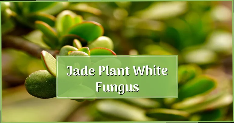 Jade Plant White Fungus: Fix It Fast