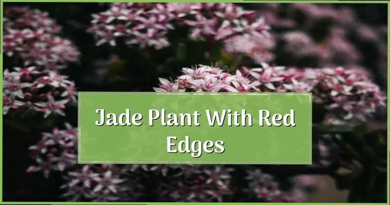 Jade Plant Red Edges: Good or Bad? Expert Answers
