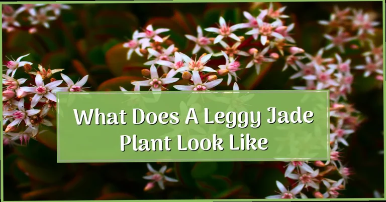 What Does a Leggy Jade Plant Look Like? Clear Signs + Photos & How to Fix It Fast