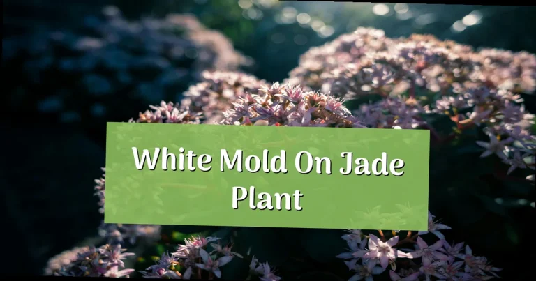 White Mold on Jade Plant: Causes & Fixes